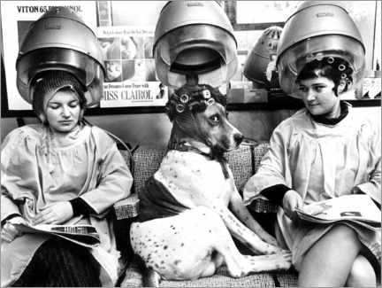 Dog with Curlers at the Hairdresser's